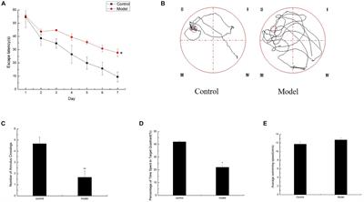 Brain Senescence Caused by Elevated Levels of Reactive Metabolite Methylglyoxal on D-Galactose-Induced Aging Mice